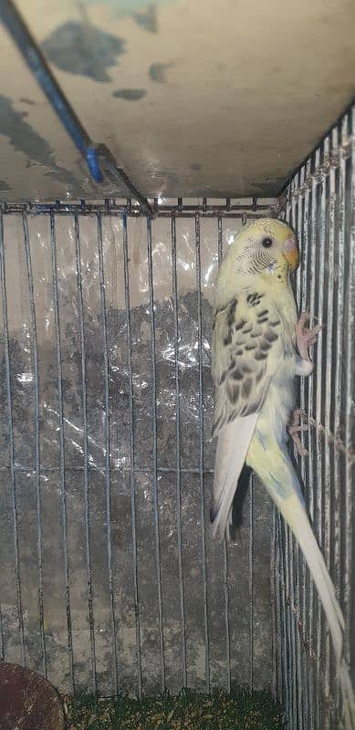 Piad breedr Female And Yellow Female 0