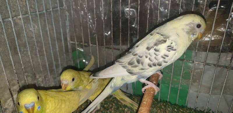 Piad breedr Female And Yellow Female 1