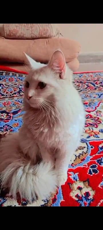 persian cat available 1