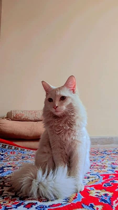 persian cat available 2