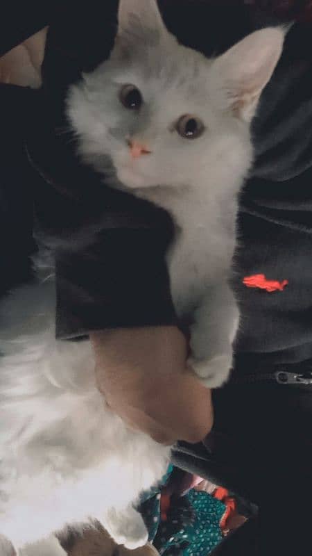 persian cat available 8