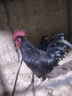 australorp heritage ringtail males age 5 months. . breeder pic attach