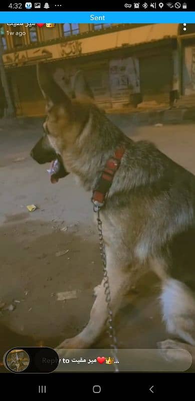 german shepheard male 10 month 1