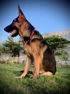 german shepheard male 10 month