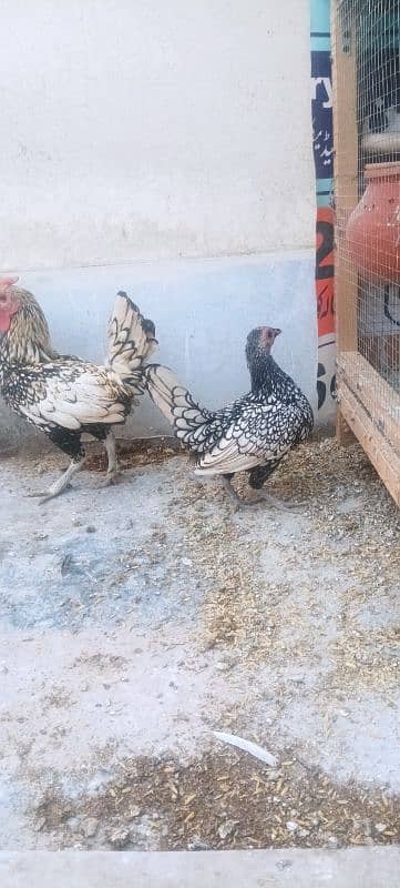 silver sebrite breeder pair 11