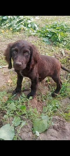 cocar spaniel puppy age 2 months