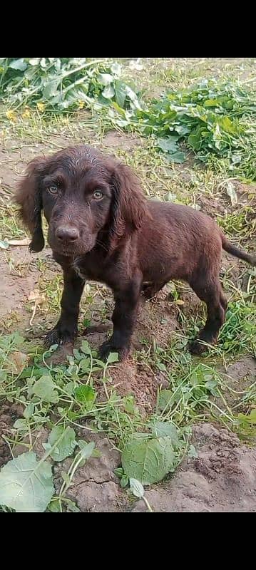 cocar spaniel puppy age 2 months 0