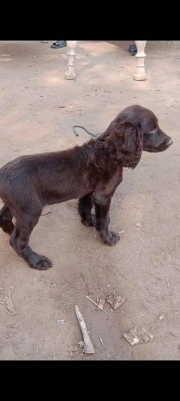 cocar spaniel puppy age 2 months 1