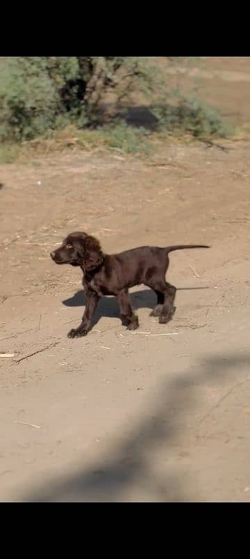 cocar spaniel puppy age 2 months 2