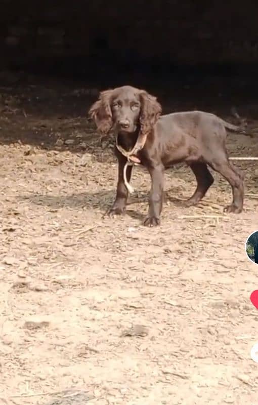 cocar spaniel puppy age 2 months 3