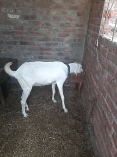 Desi Gulabi Goat