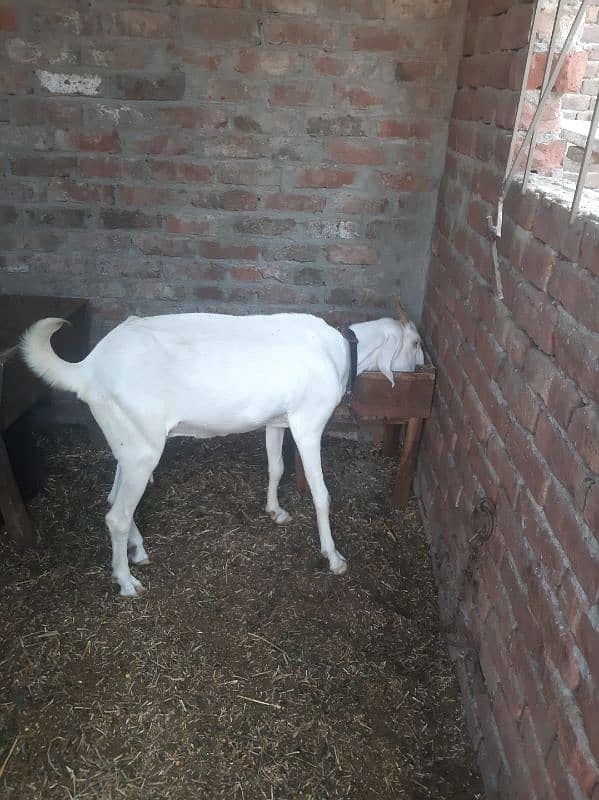 Desi Gulabi Goat 0