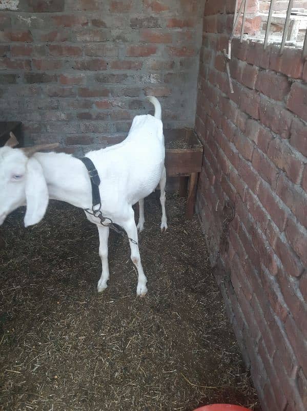 Desi Gulabi Goat 1