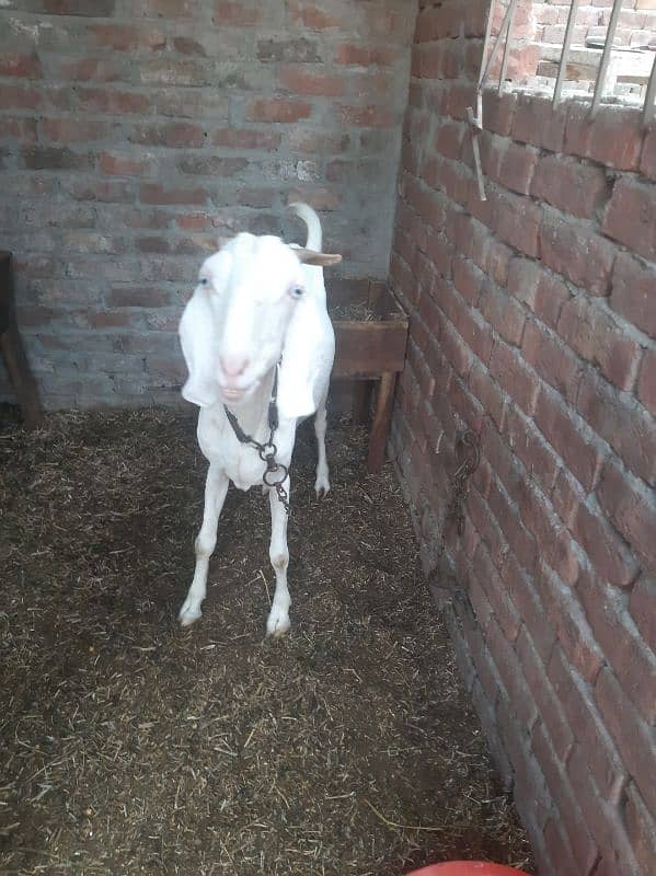 Desi Gulabi Goat 2