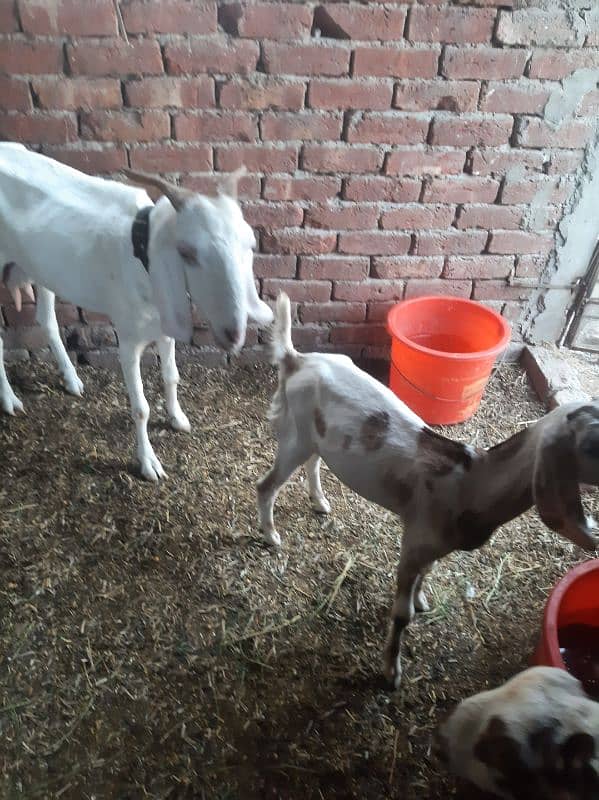 Desi Gulabi Goat 3