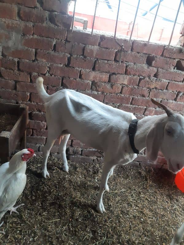 Desi Gulabi Goat 4