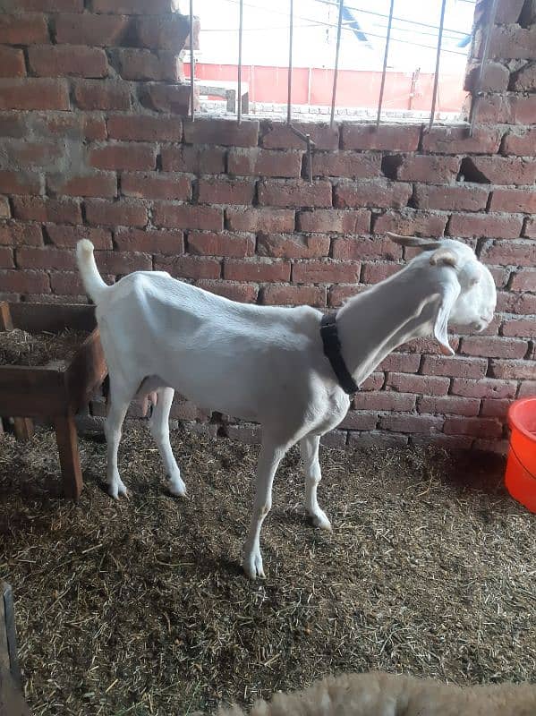 Desi Gulabi Goat 5