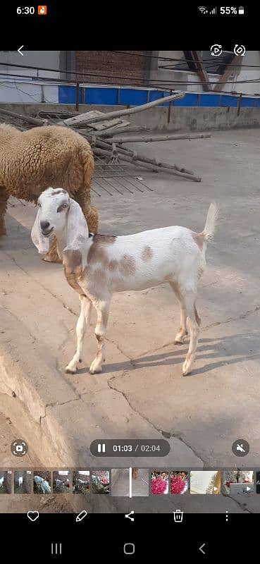 Desi Gulabi Goat 8