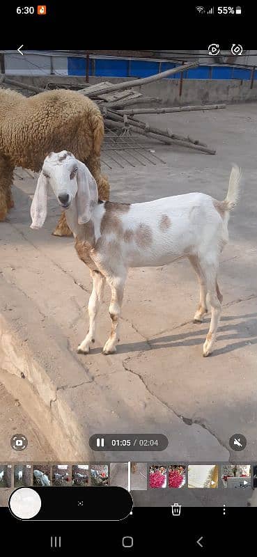 Desi Gulabi Goat 9