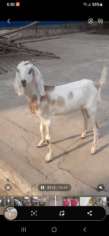 Desi Gulabi Goat 10