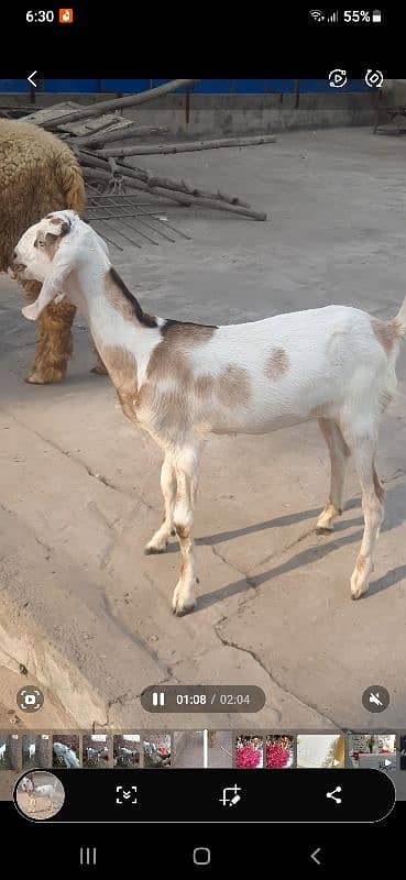 Desi Gulabi Goat 11