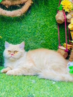 Persion female cats for sale