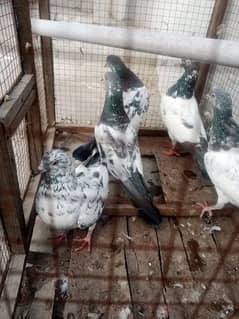 Pigeons For Sale