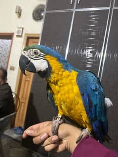 Blue and Gold Macaw