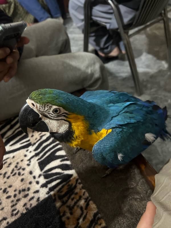 Blue and Gold Macaw 1