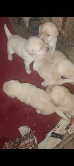 Labrador puppies for sale