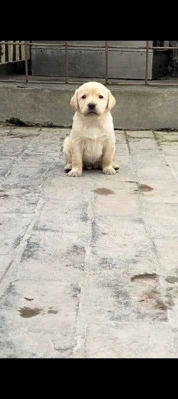 Labrador puppies for sale 1