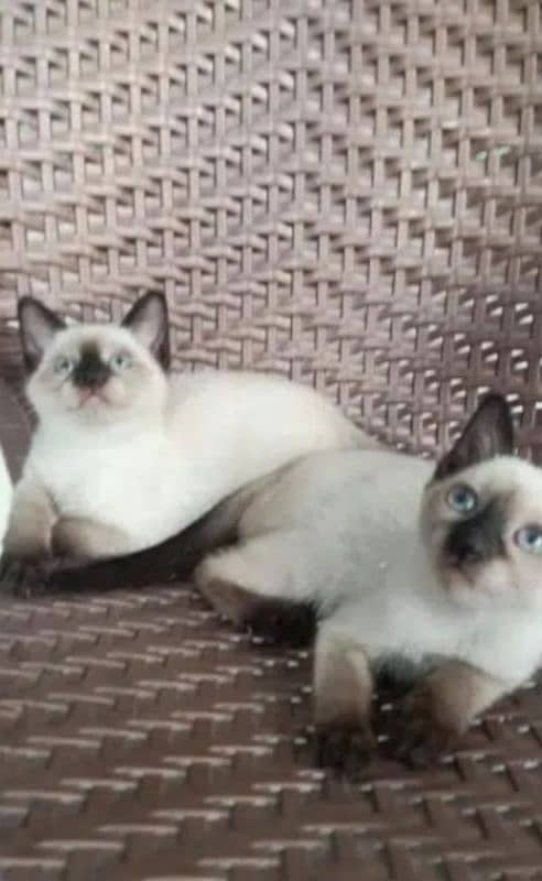 5 Siamese cat for sale 3 Male 2 Female 0