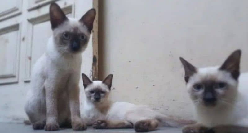 5 Siamese cat for sale 3 Male 2 Female 1