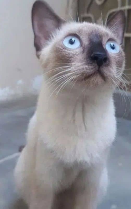 5 Siamese cat for sale 3 Male 2 Female 2