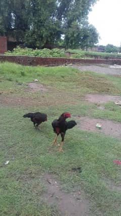 trad pakoye patha for sale