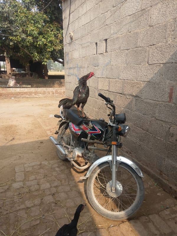 trad pakoye patha for sale 1