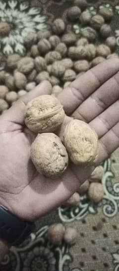 walnuts For sale