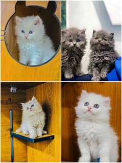 Persian Punch face triple coat cat Kitten