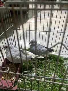 dimond dove 5month male female breeder pair