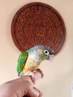 Green chick conure hand tame