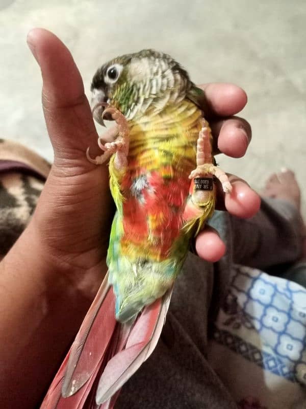 Green chick conure hand tame 1