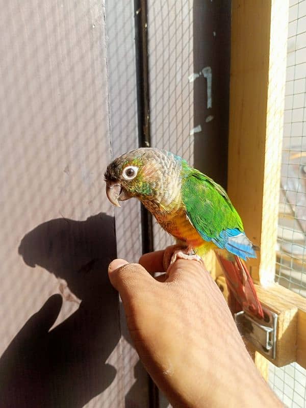 Green chick conure hand tame 4