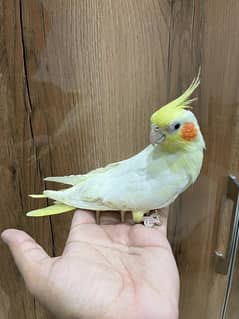 Cockatiel