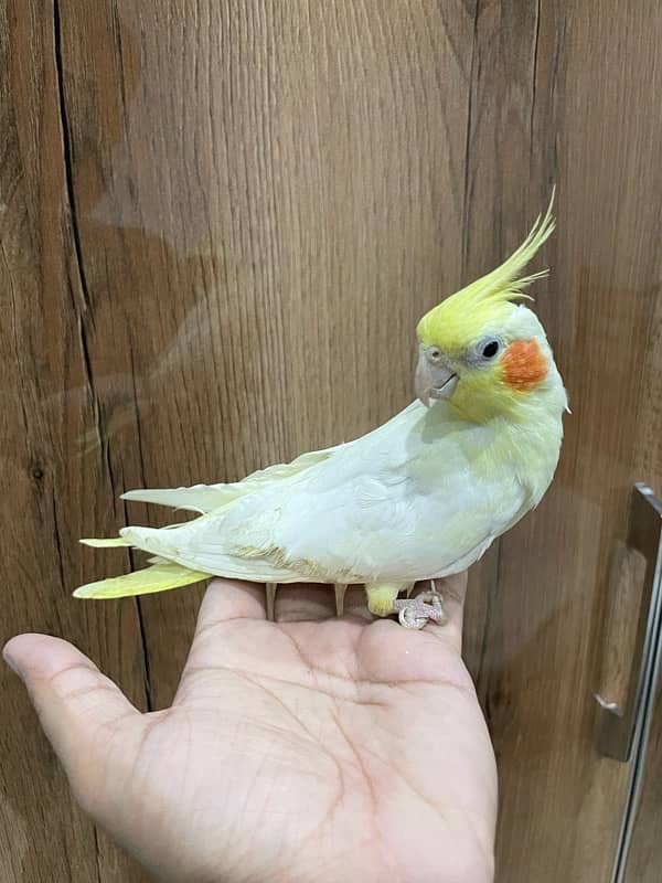 Cockatiel Pair Semi Tamed Talkative 0