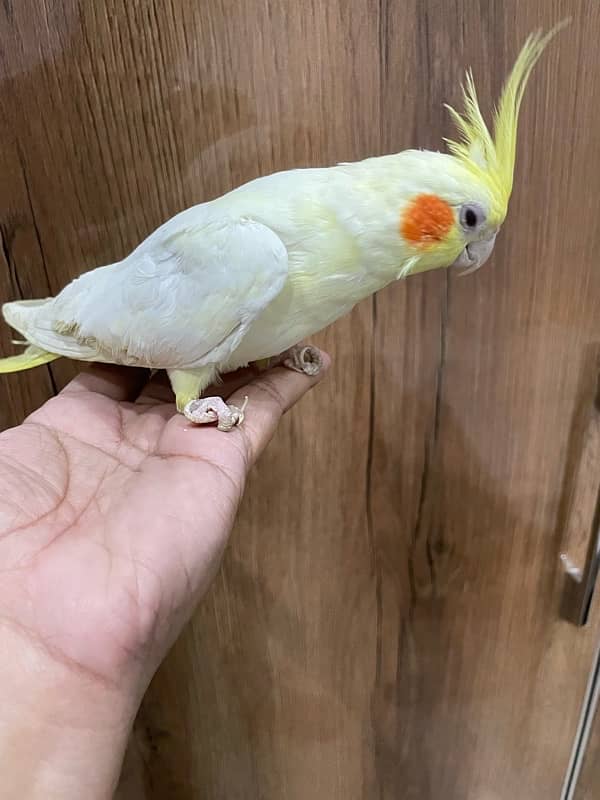 Cockatiel Pair Semi Tamed Talkative 1