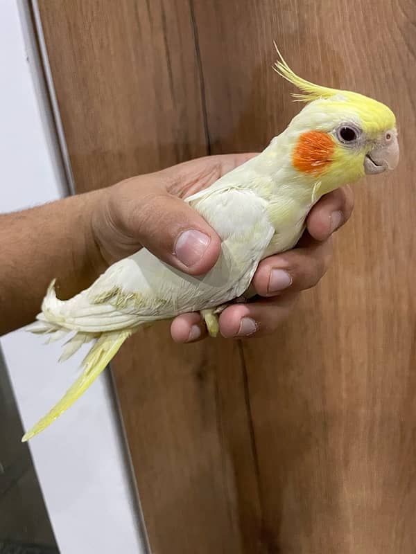 Cockatiel Pair Semi Tamed Talkative 2