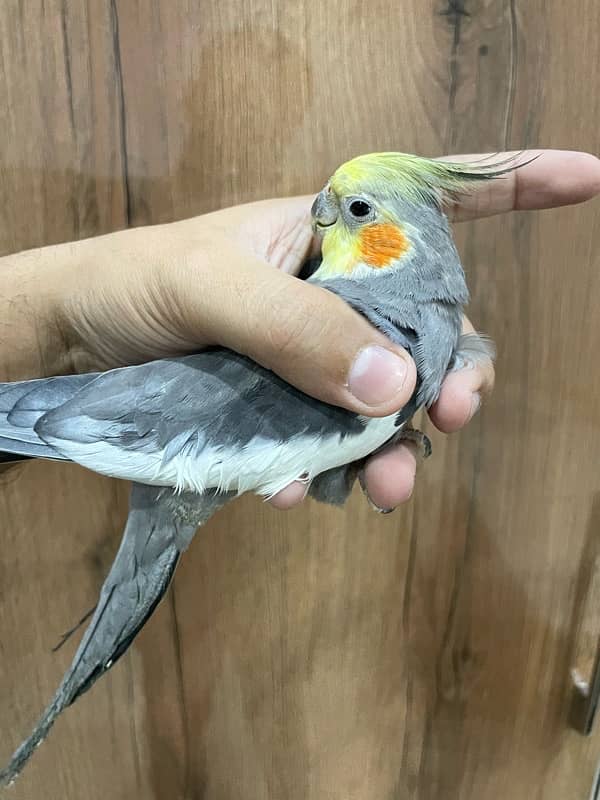 Cockatiel Pair Semi Tamed Talkative 3