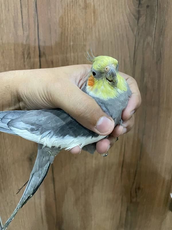 Cockatiel Pair Semi Tamed Talkative 4