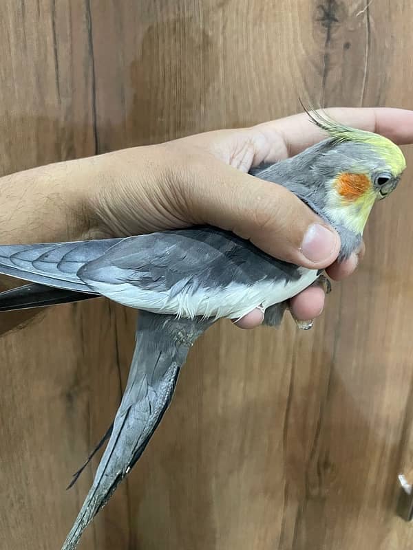 Cockatiel Pair Semi Tamed Talkative 5