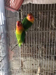 love birds and budgries available